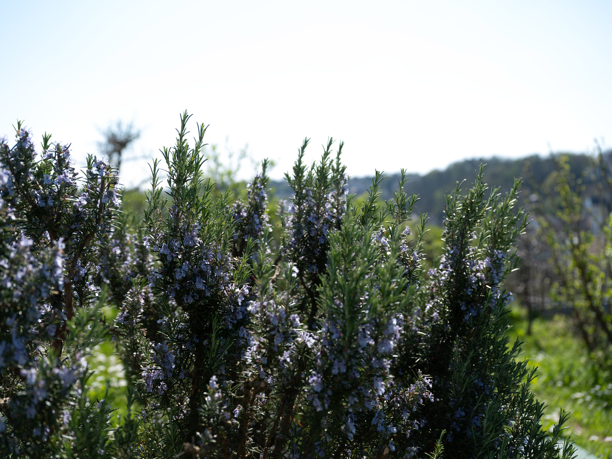 BTP_Jardin Bellini©spectrum_2025_22