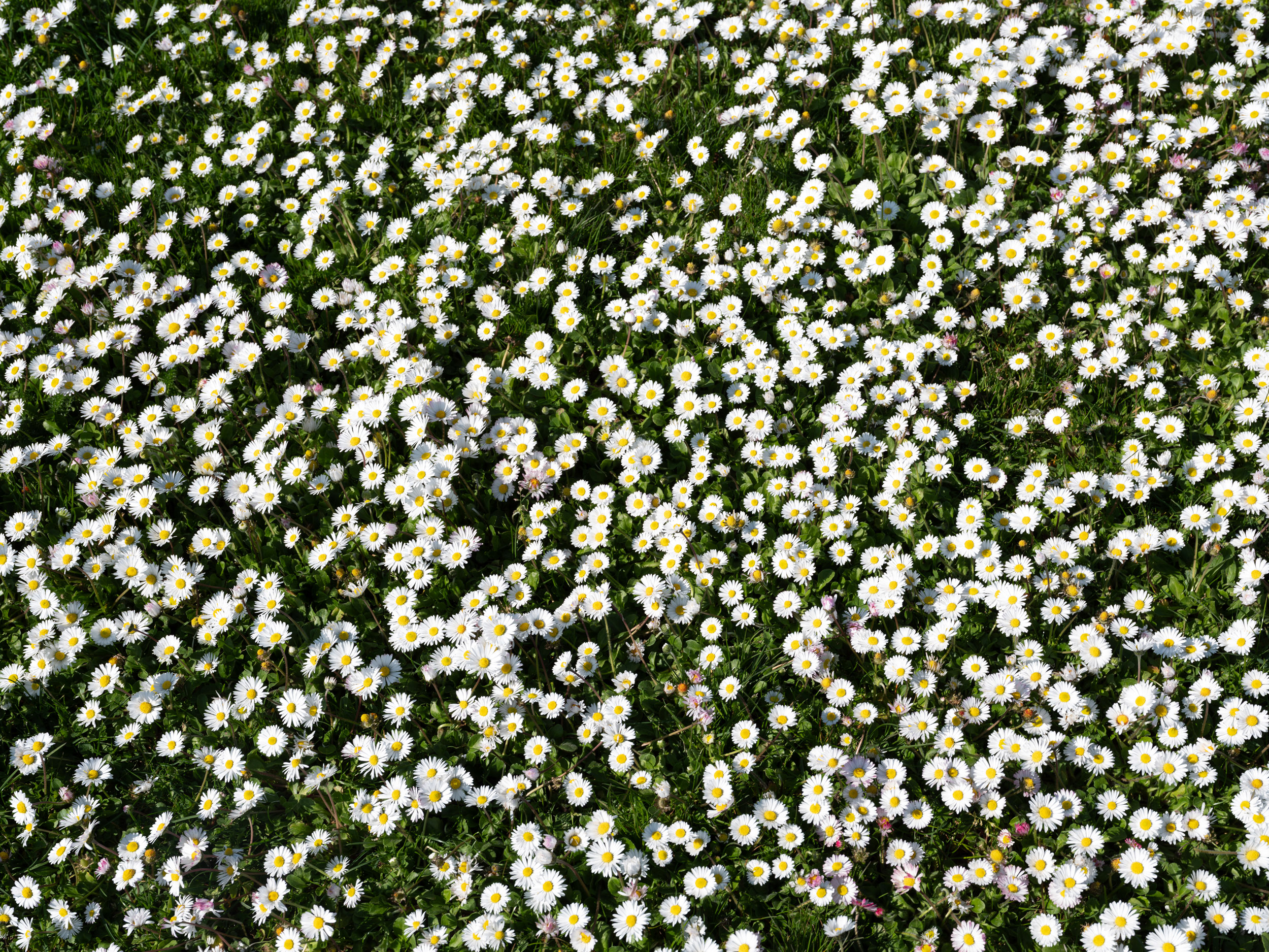 BTP_Jardin Bellini©spectrum_2025_27